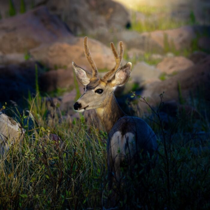 A mule deer buck with velvet antlers lying in the grass