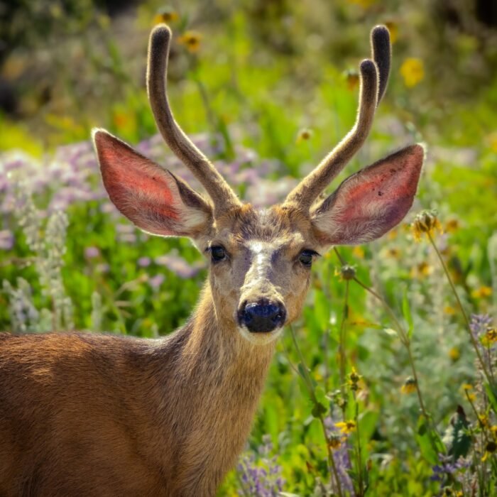A mule deer buck with velvet antlers standing in wildflowers