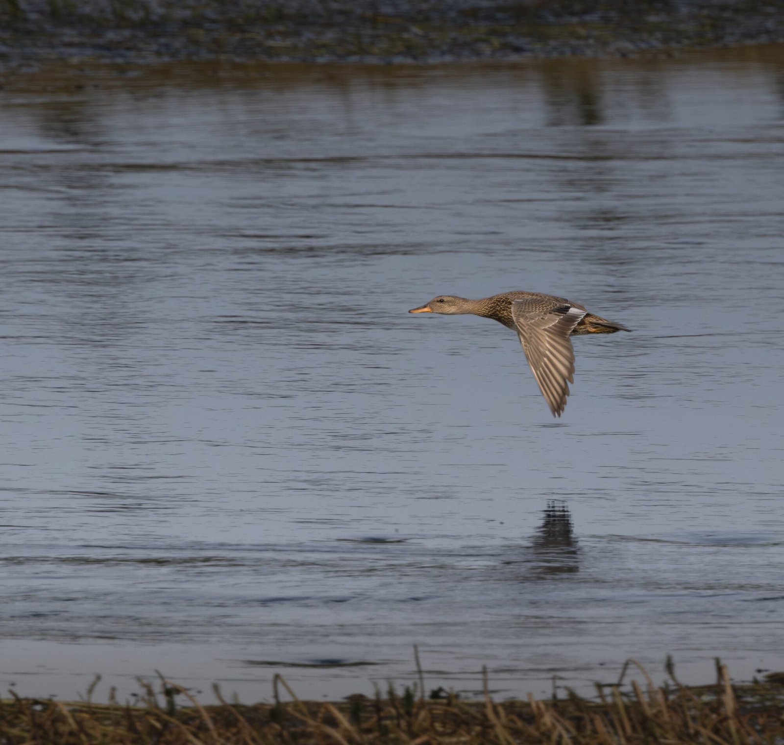 A duck flying low over the water