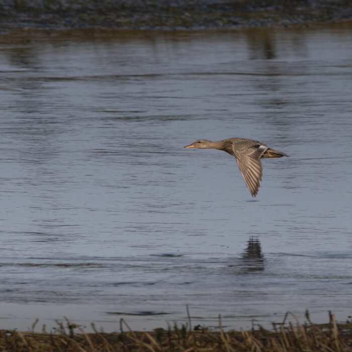 A duck flying low over the water