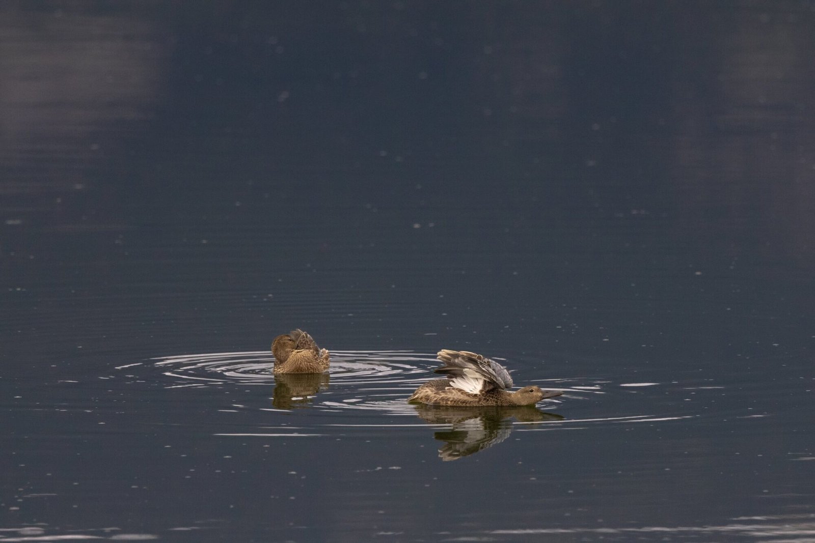 Two ducks floating on calm dark water