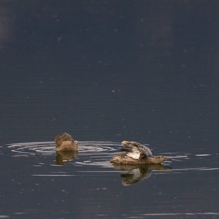 Two ducks floating on calm dark water