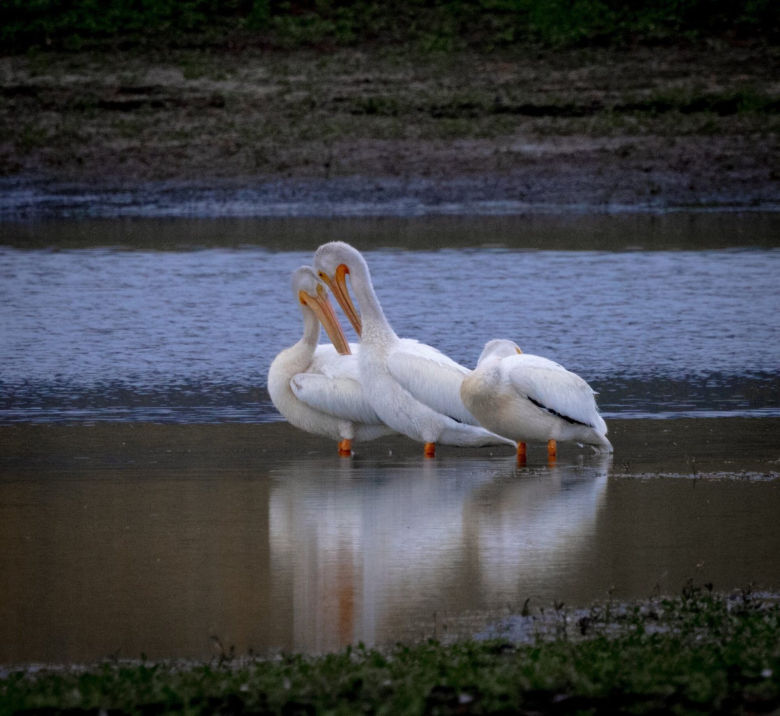 American white pelicans resting together in shallow water