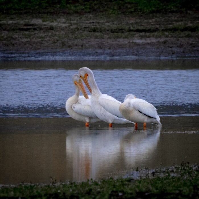American white pelicans resting together in shallow water
