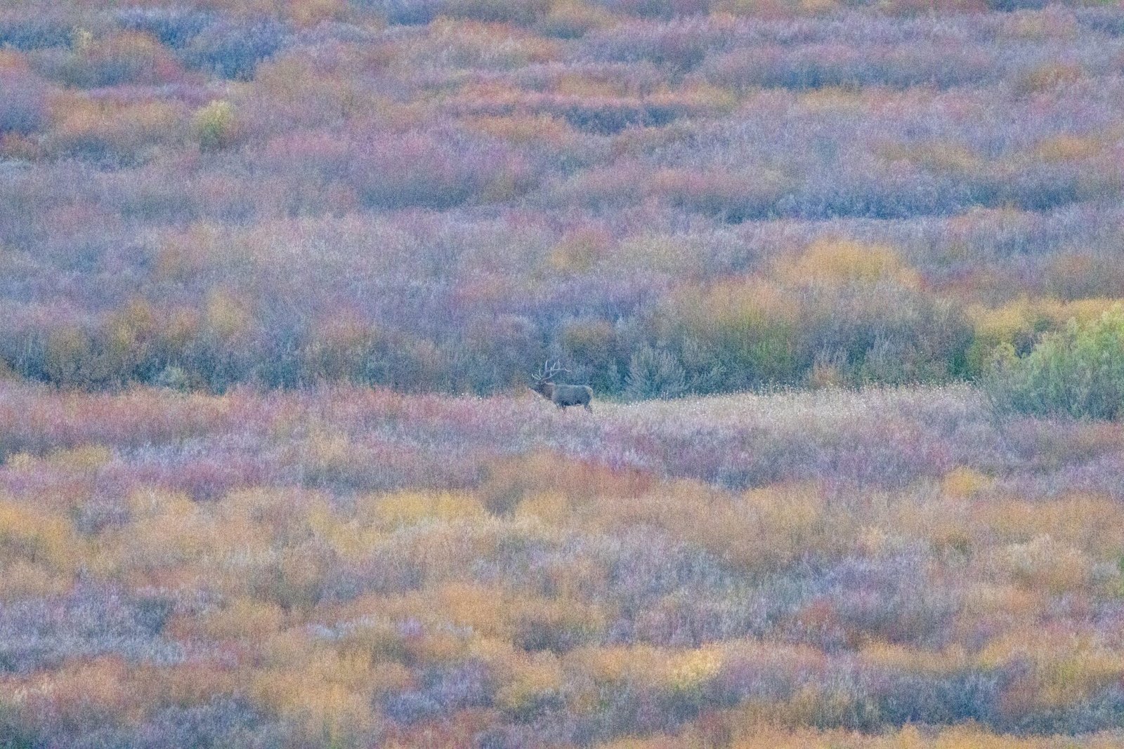 Elk in a wide sagebrush flat with autumn color