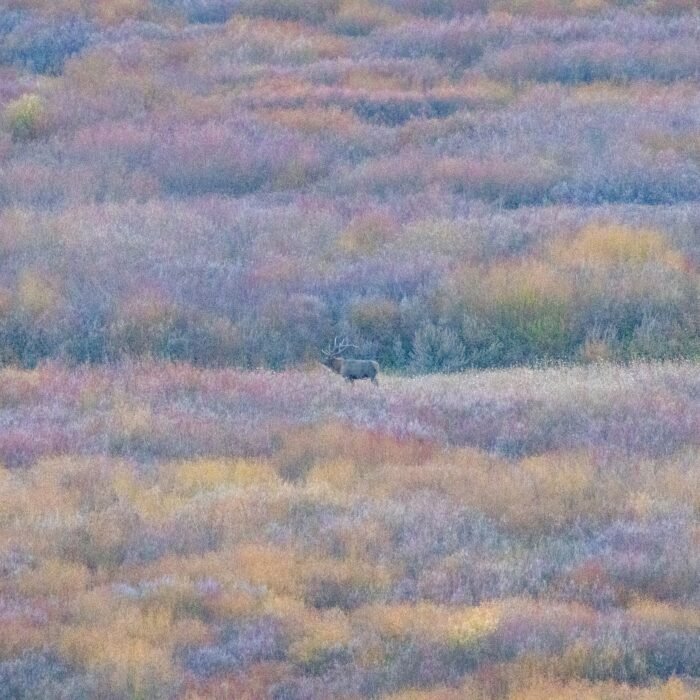 Elk in a wide sagebrush flat with autumn color