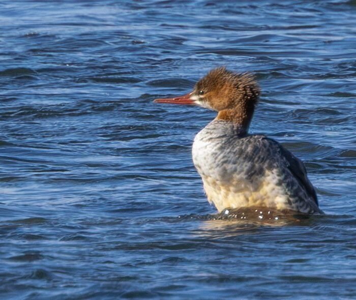 A female common merganser with a rusty crest swimming in blue water