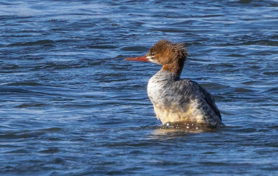 A female common merganser with a rusty crest swimming in blue water
