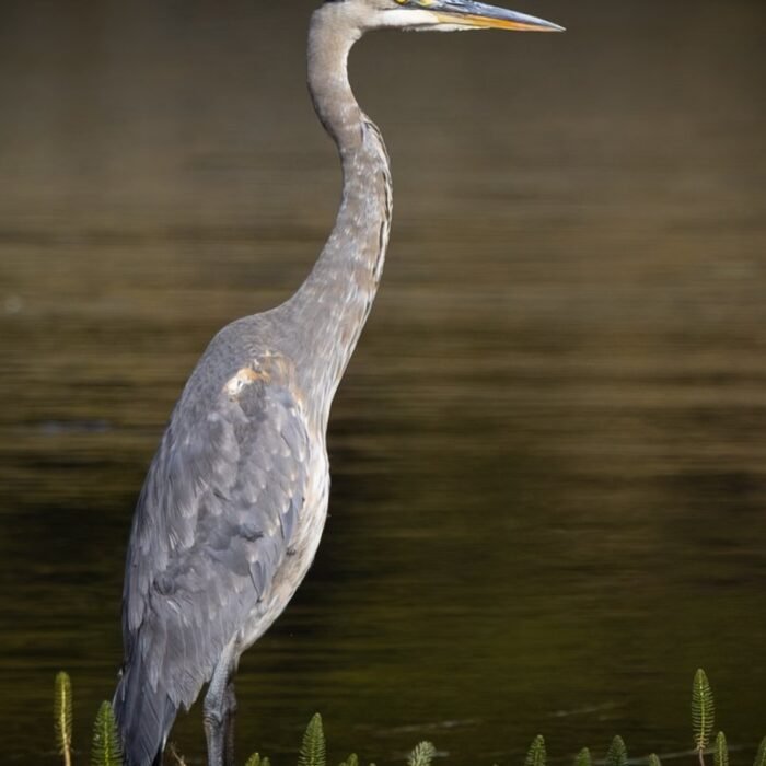 A great blue heron standing tall at the edge of dark water
