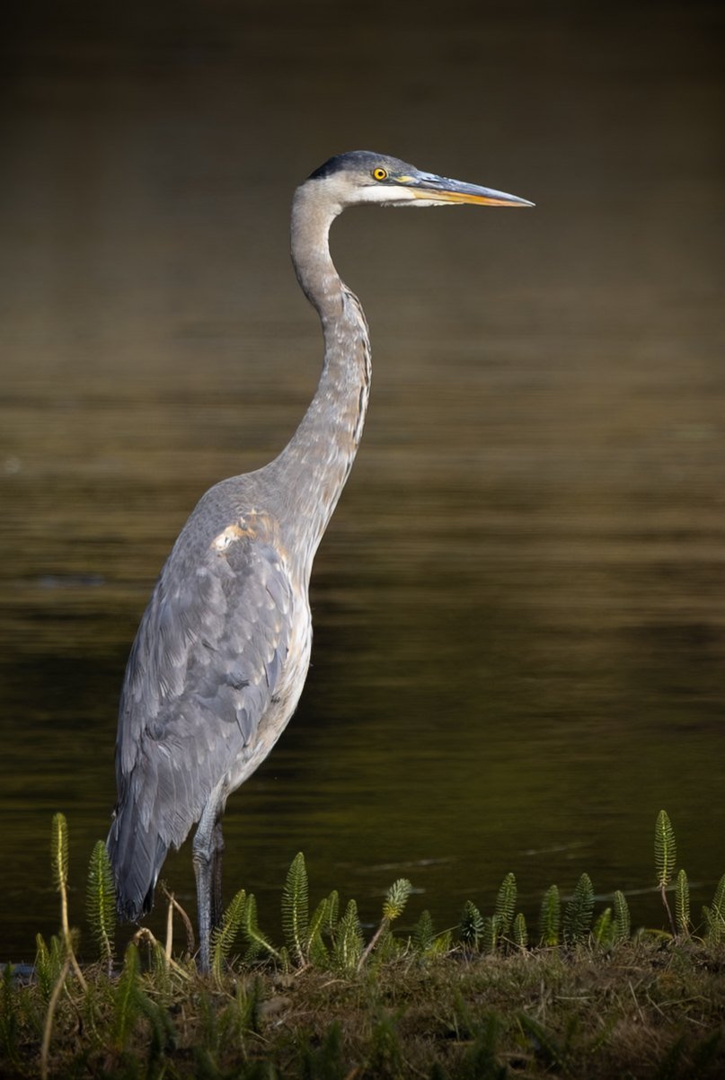 A great blue heron standing tall at the edge of dark water