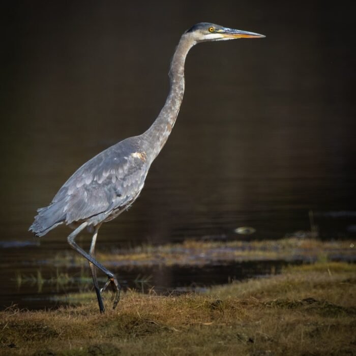A great blue heron stepping along the water's edge