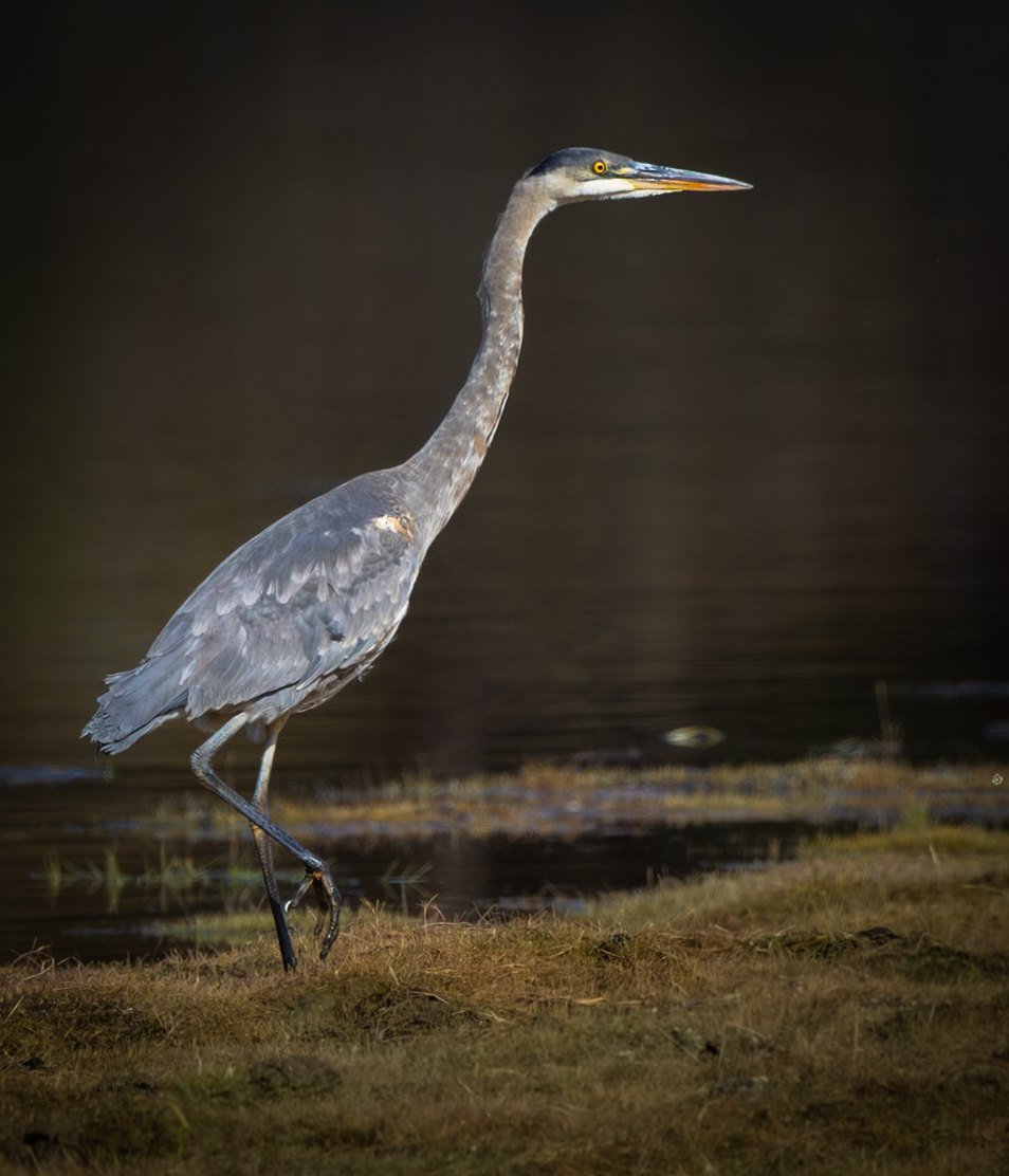 A great blue heron stepping along the water's edge