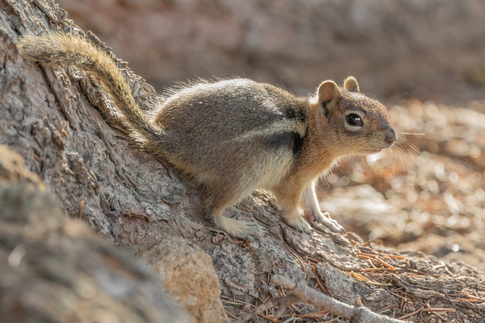 A golden-mantled ground squirrel crouched on a tree root