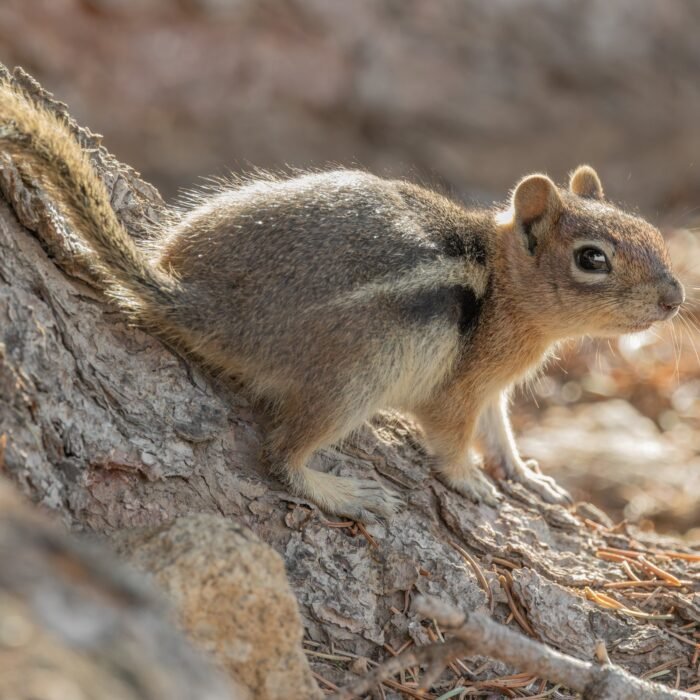 A golden-mantled ground squirrel crouched on a tree root