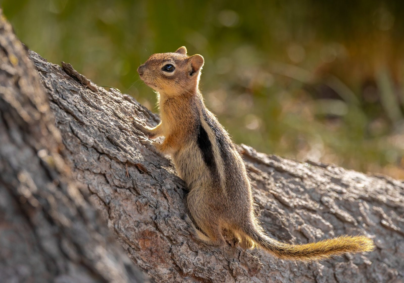 A golden-mantled ground squirrel standing up against a fallen log