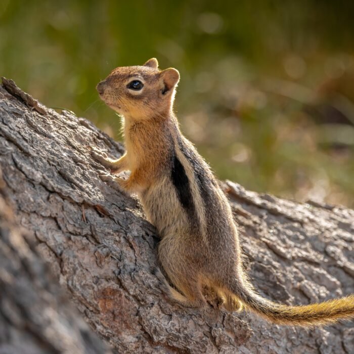 A golden-mantled ground squirrel standing up against a fallen log
