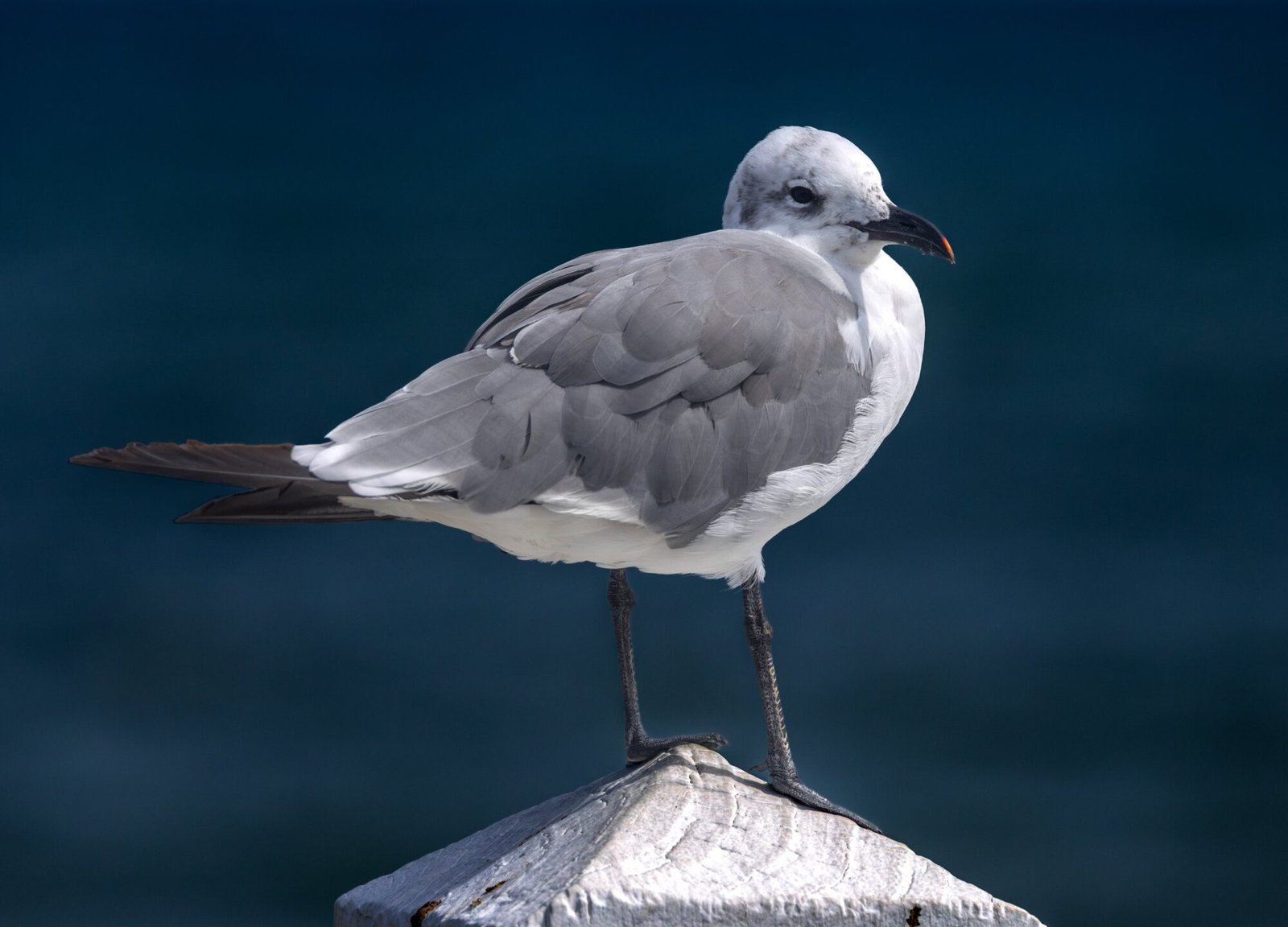 A laughing gull perched on top of a post