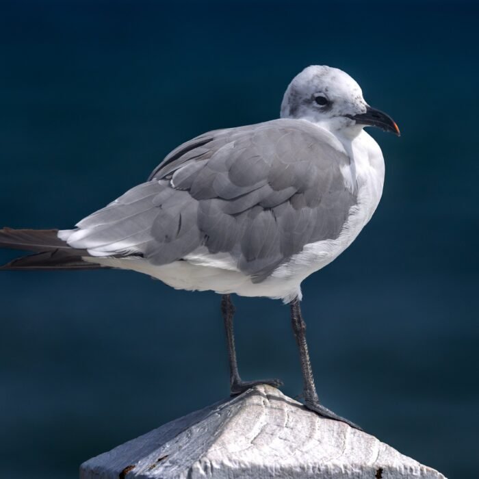 A laughing gull perched on top of a post
