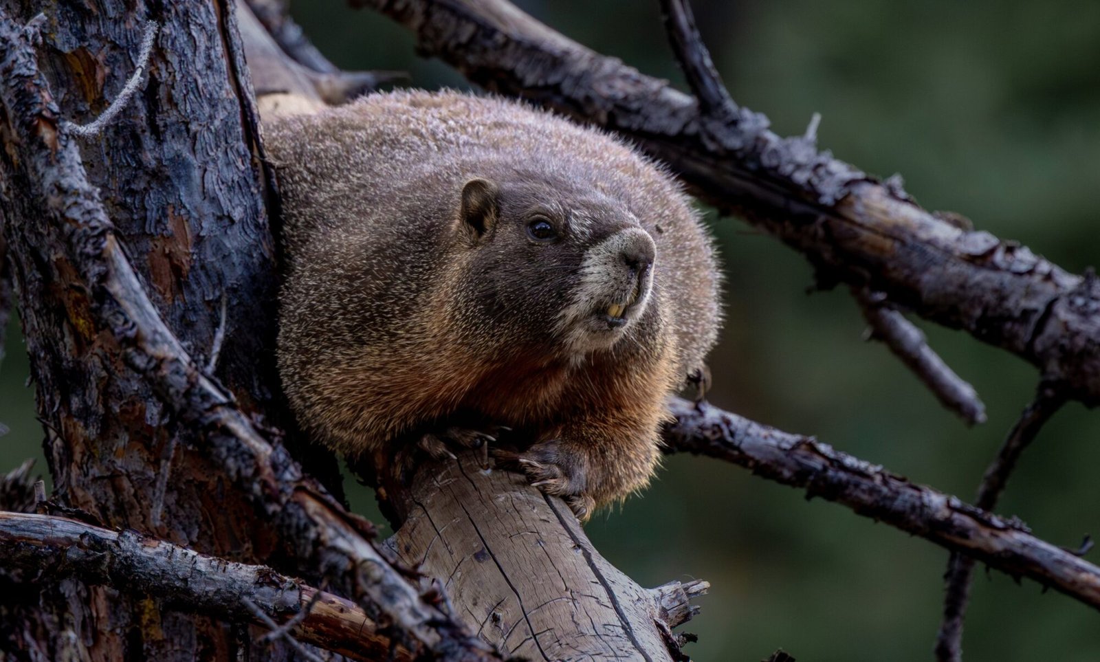 A yellow-bellied marmot resting among fallen branches