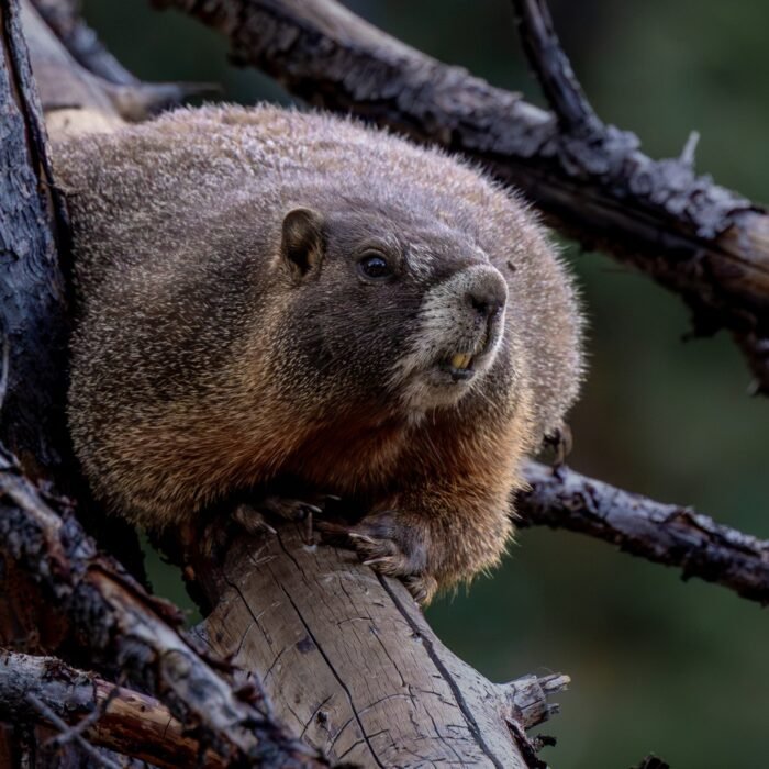 A yellow-bellied marmot resting among fallen branches