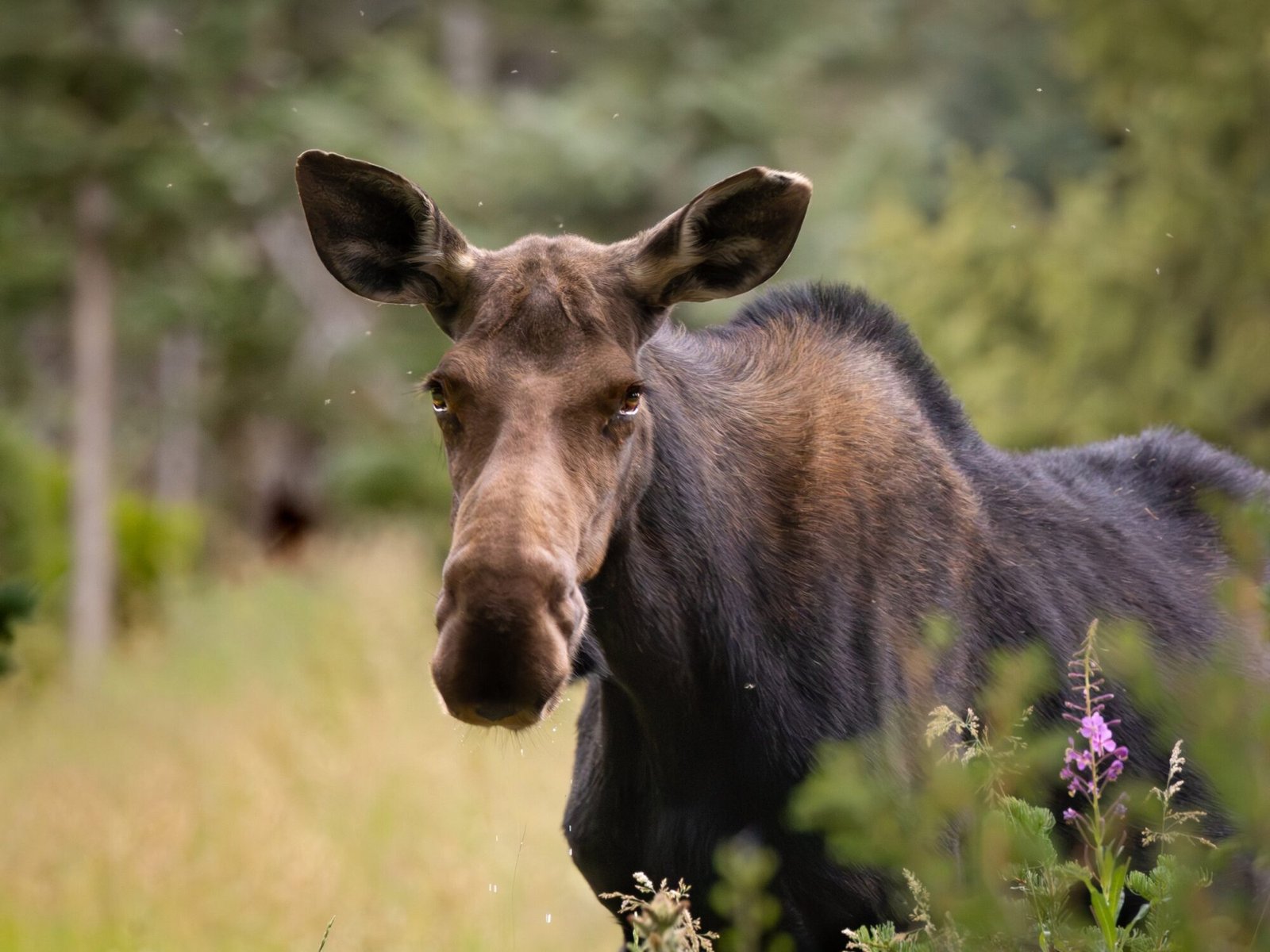 A moose looking toward the camera from the edge of the forest