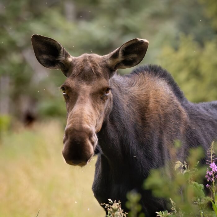 A moose looking toward the camera from the edge of the forest