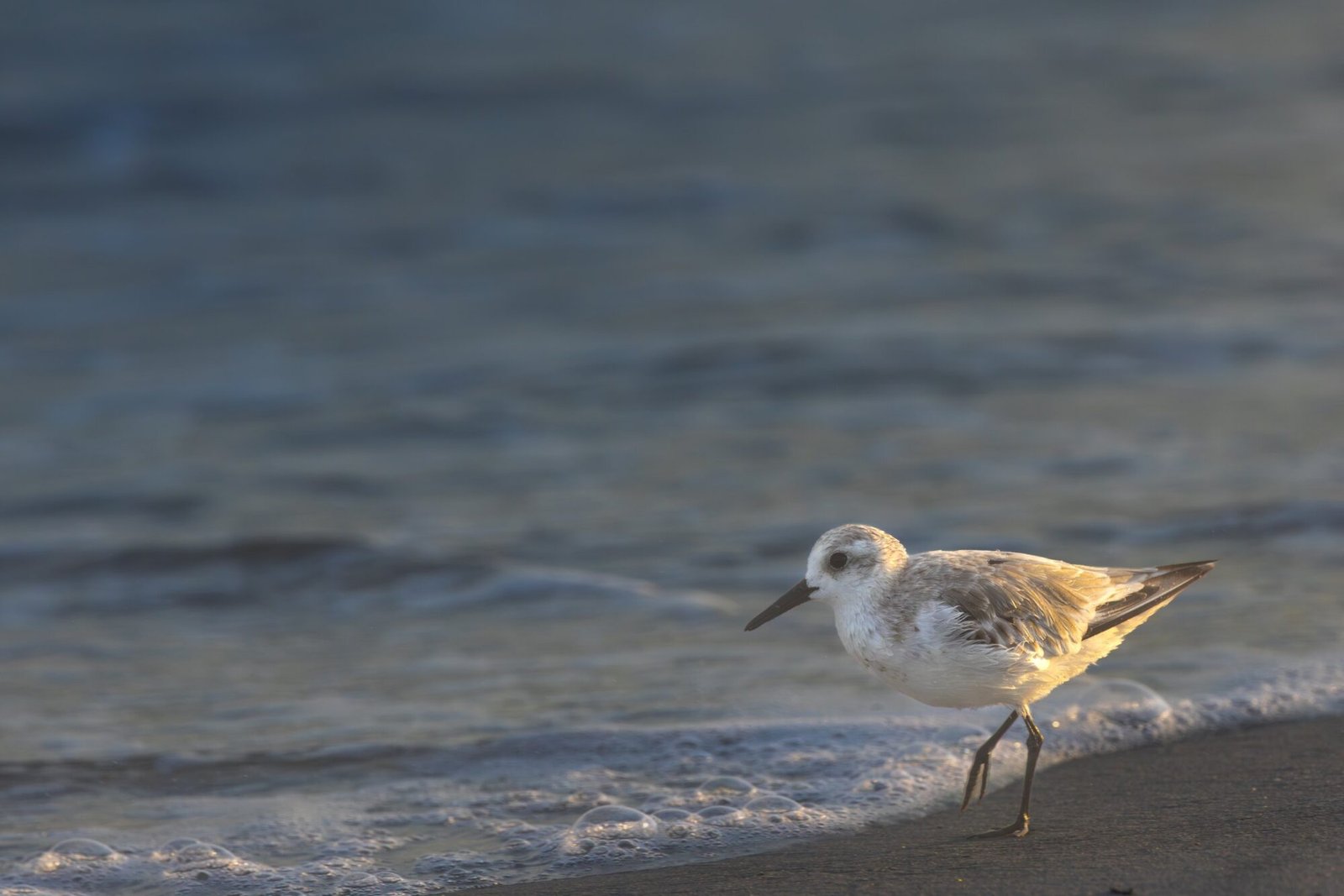 A sanderling walking along the edge of the surf