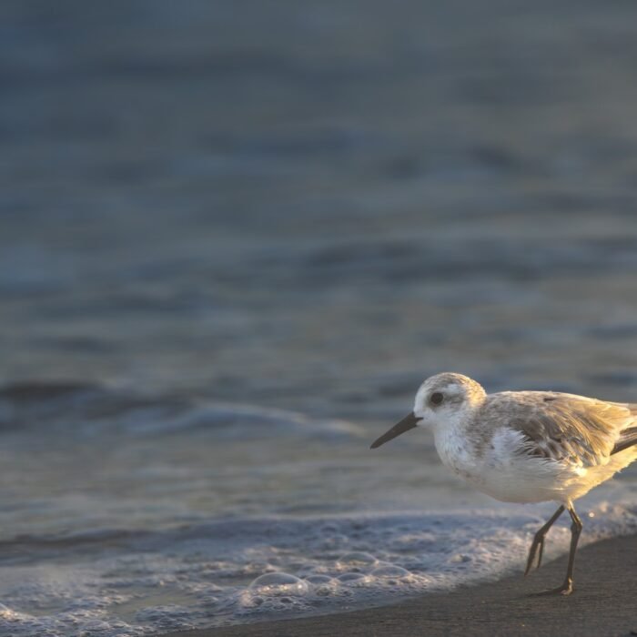 A sanderling walking along the edge of the surf