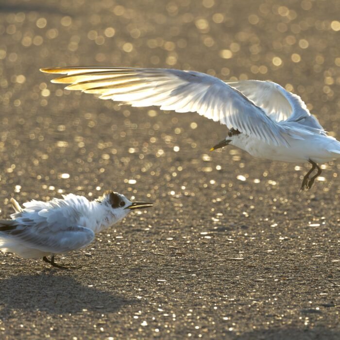 Terns on a sparkling beach, one flying low with wings spread