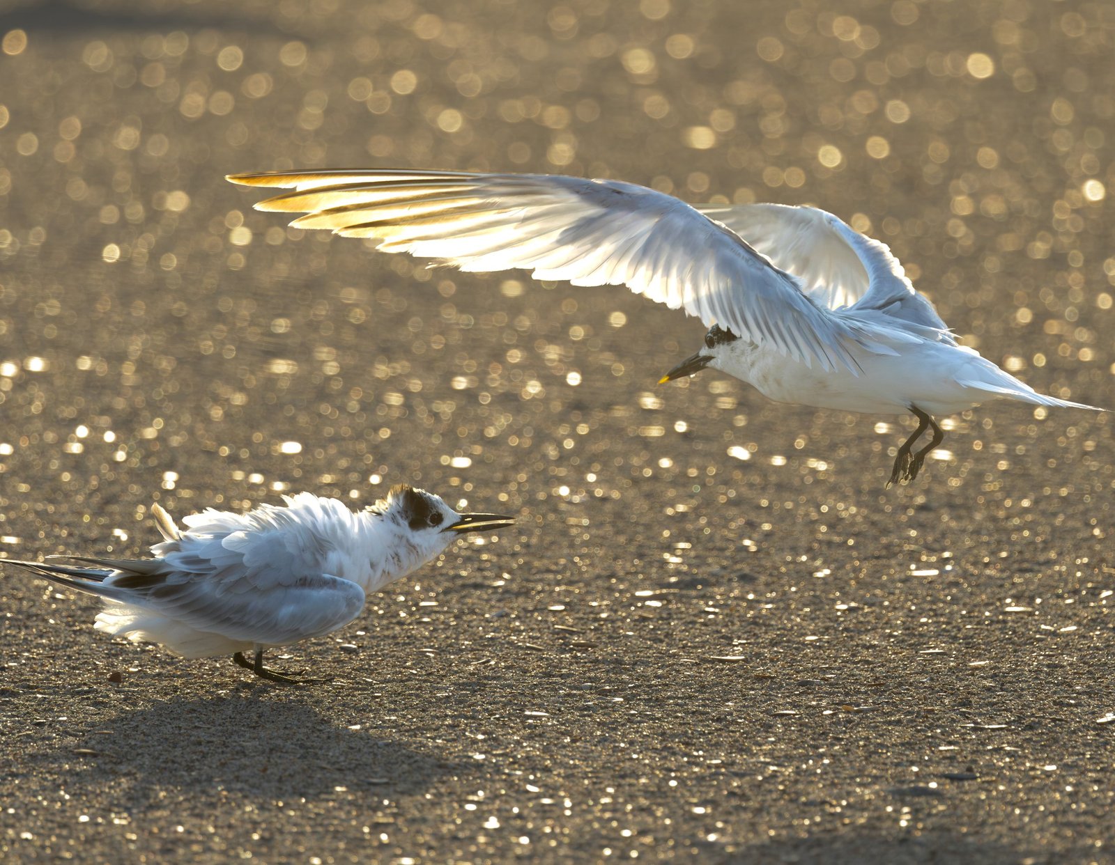 Terns on the Beach