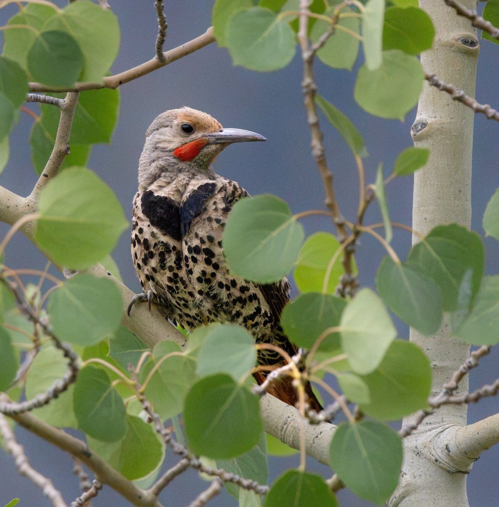 A northern flicker perched among green aspen leaves