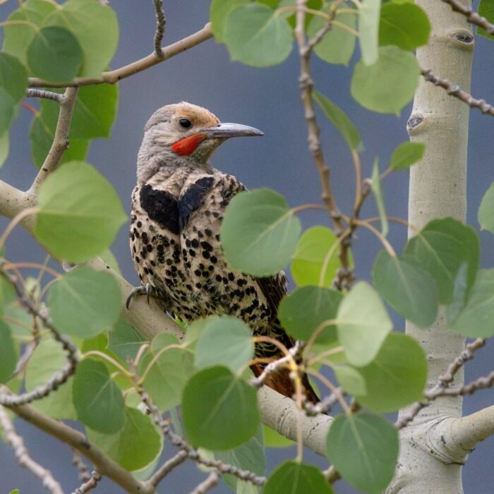 A northern flicker perched among green aspen leaves