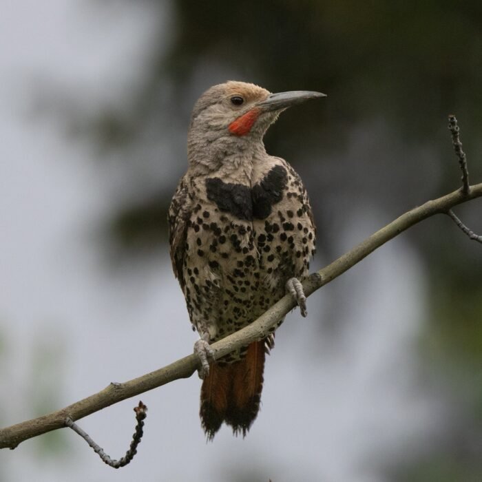 A northern flicker perched on a thin branch
