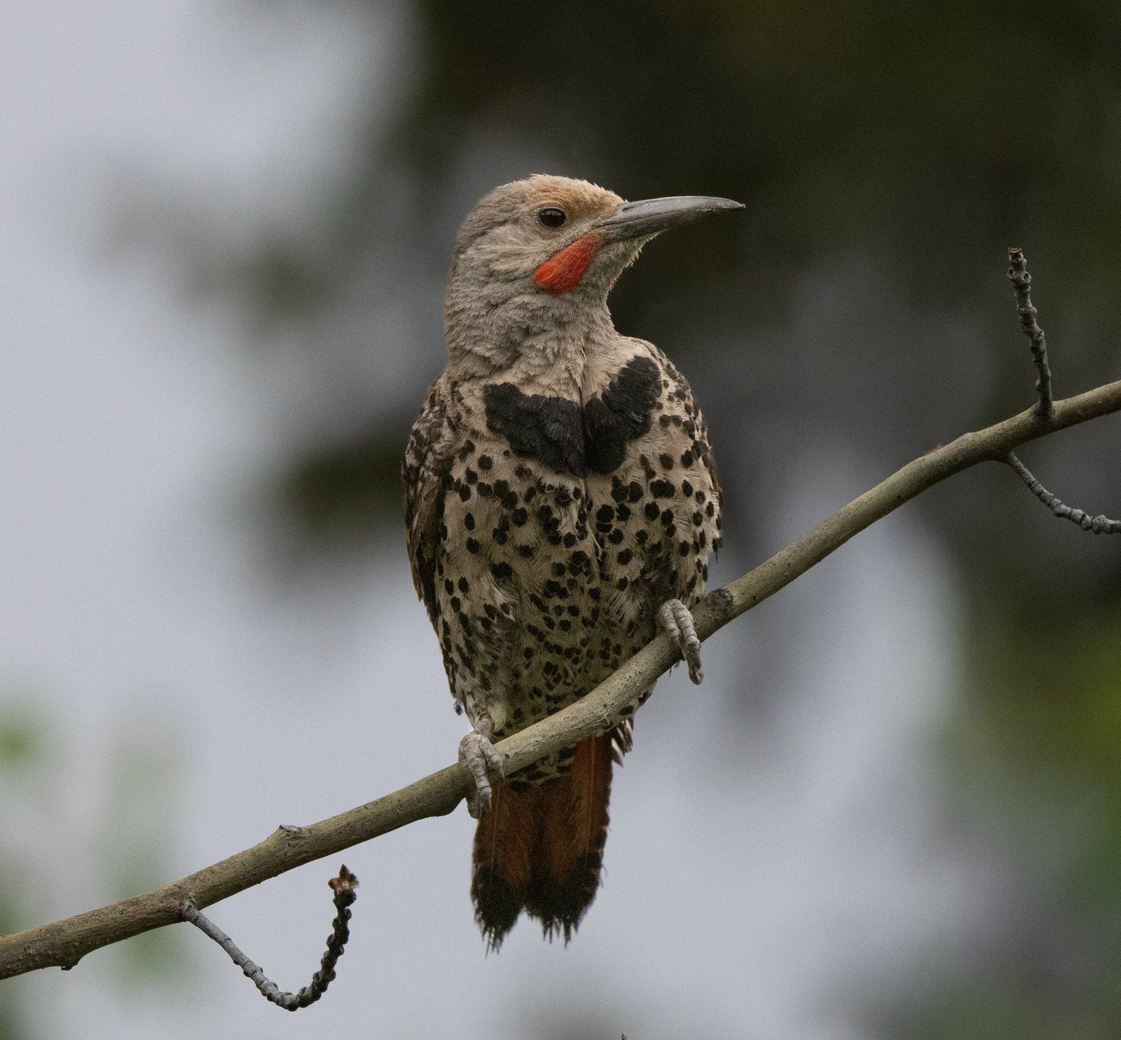 Northern Flicker