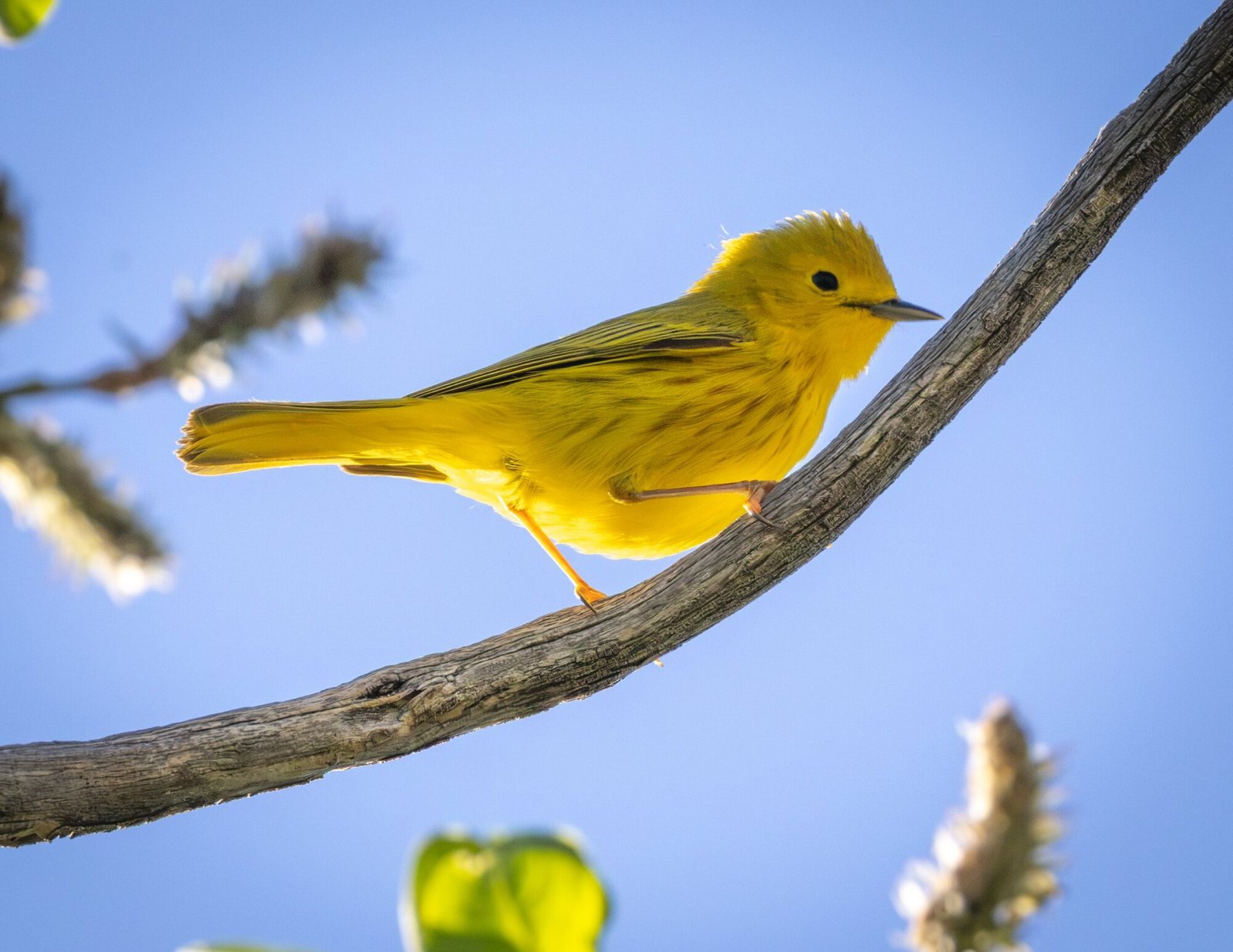 A bright yellow warbler perched on a curving branch against a blue sky