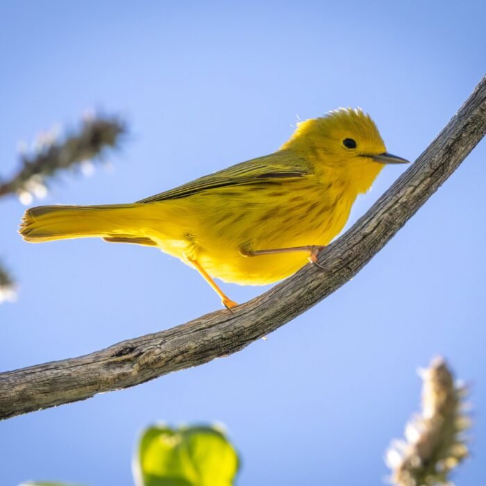 A bright yellow warbler perched on a curving branch against a blue sky