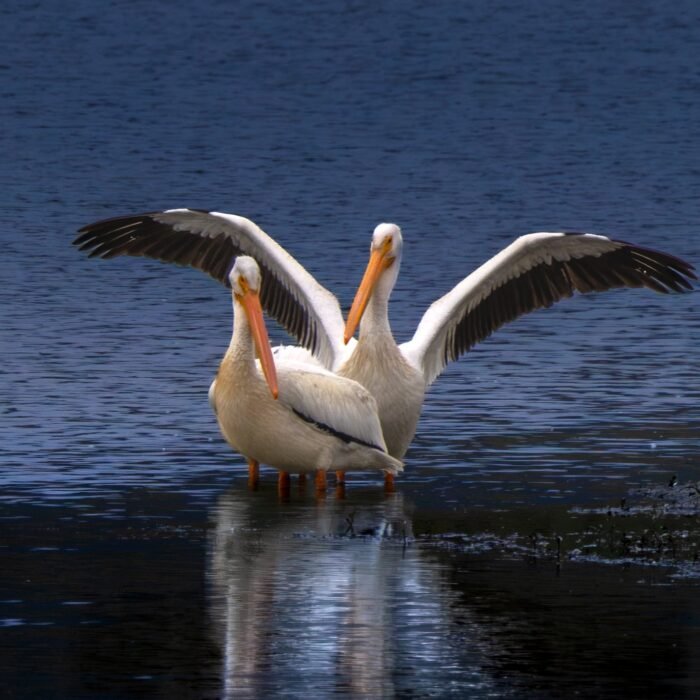 Two American white pelicans stretching their wings in shallow water