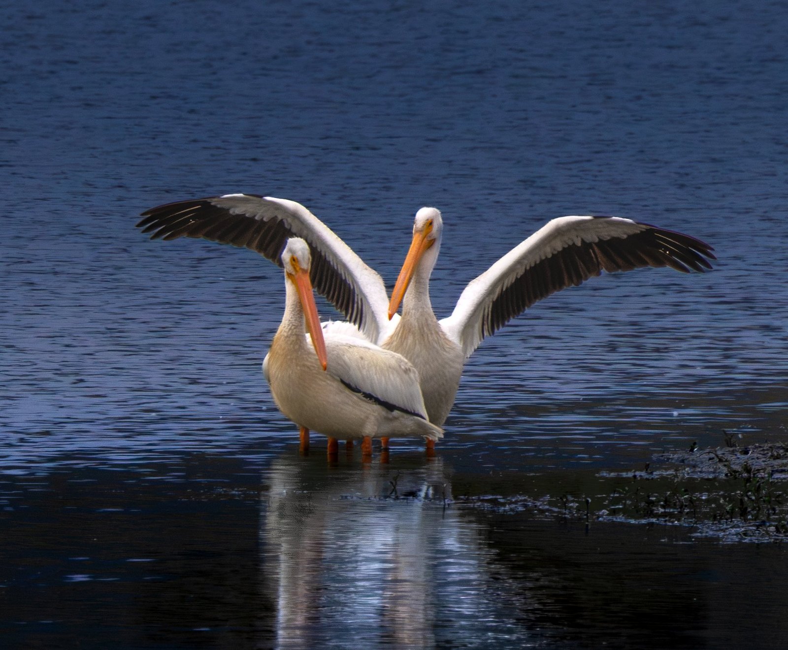 Two American white pelicans stretching their wings in shallow water