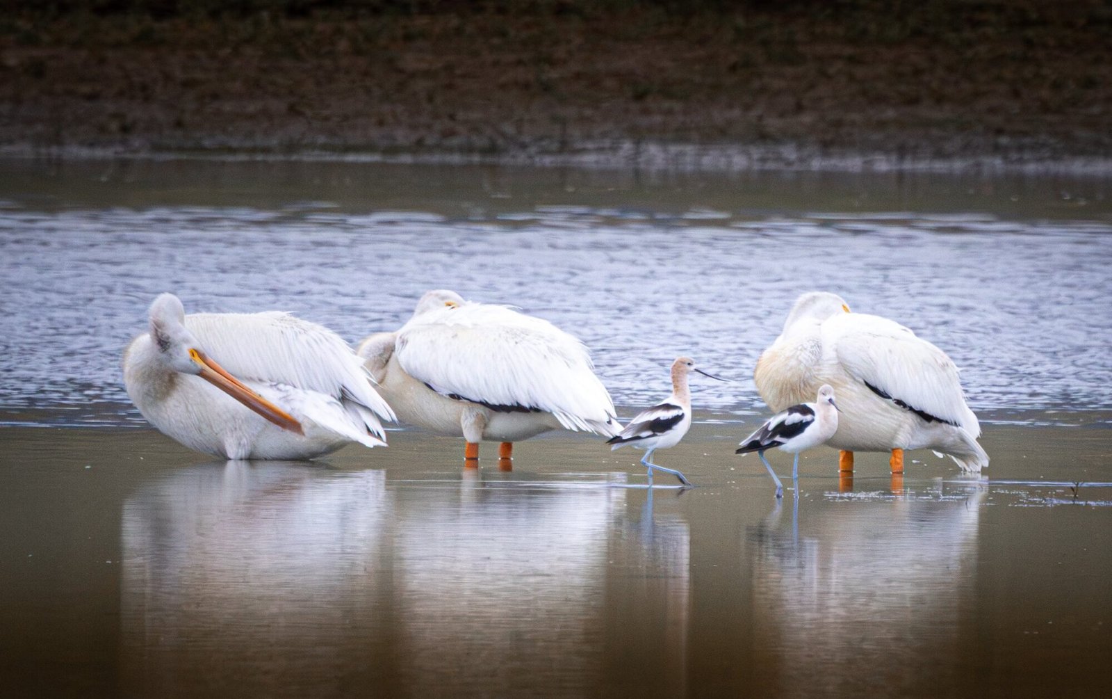 American white pelicans and American avocets standing together in shallow water