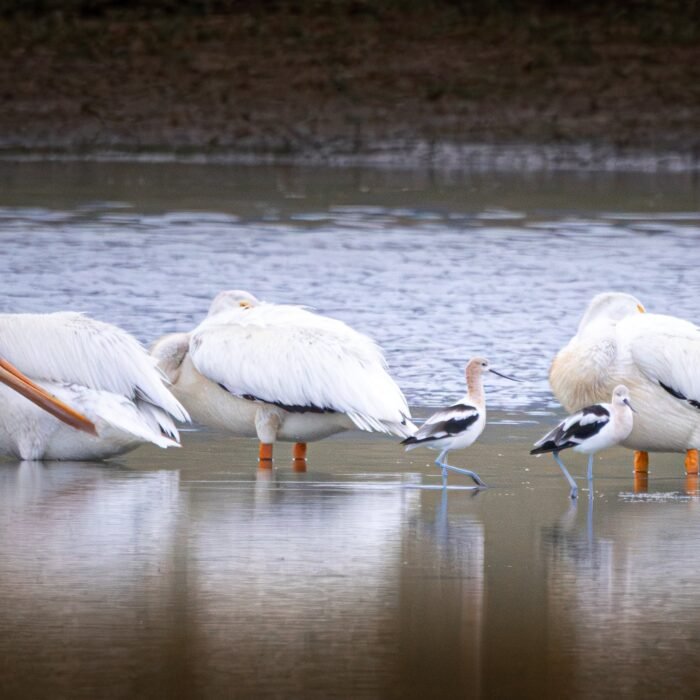 American white pelicans and American avocets standing together in shallow water