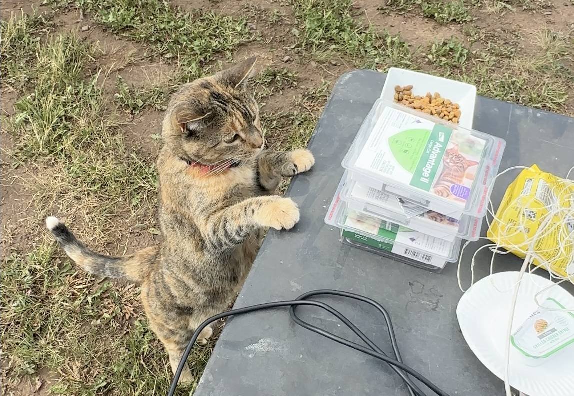 Vet Care on the Road: Records, Prescriptions, and Finding a Vet in a Strange Town