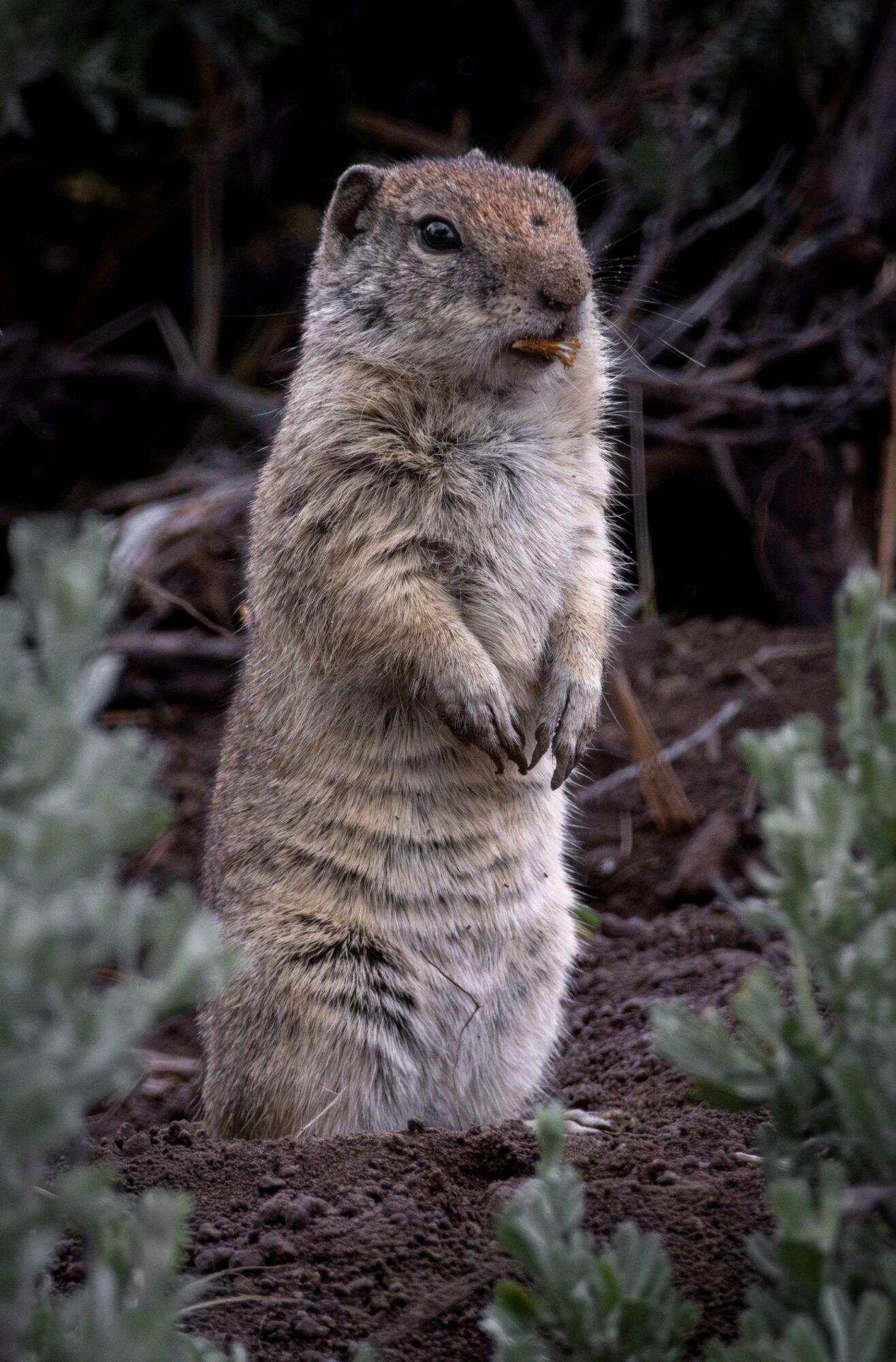 A Belding's ground squirrel standing upright in the sagebrush
