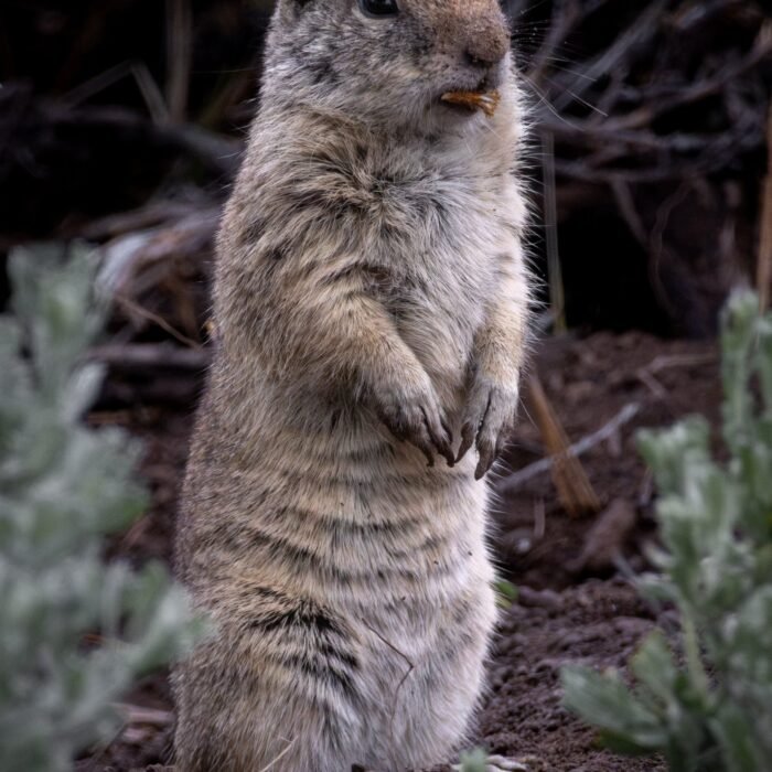 A Belding's ground squirrel standing upright in the sagebrush