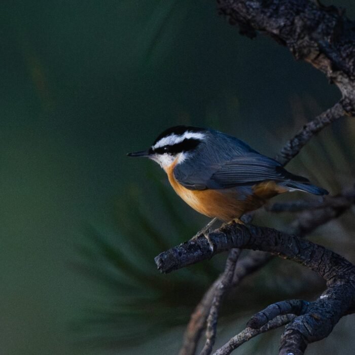 A red-breasted nuthatch perched on a pine branch