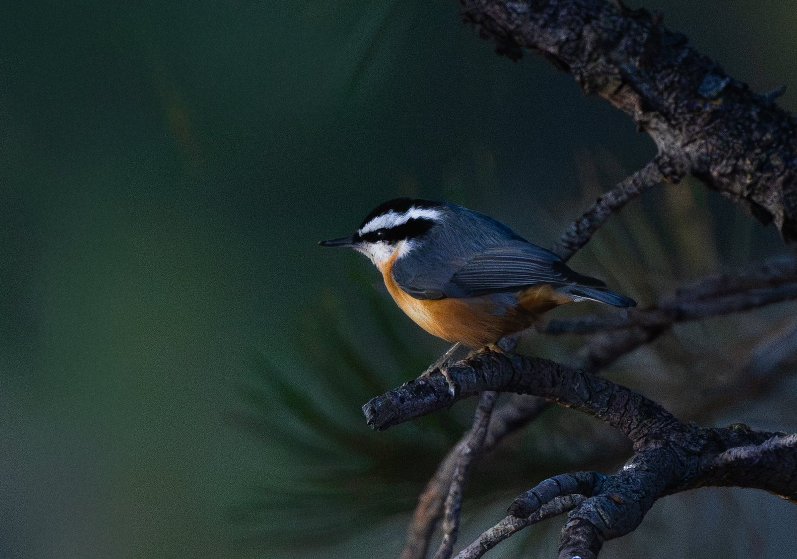 Red-breasted Nuthatch