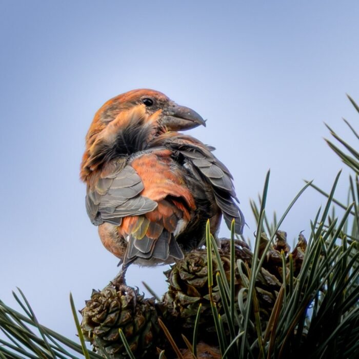 A red crossbill perched on pine cones against a blue sky