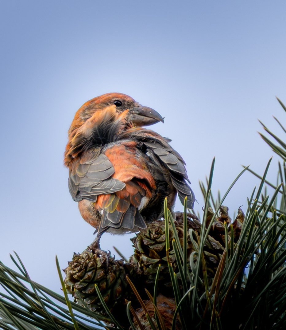 A red crossbill perched on pine cones against a blue sky