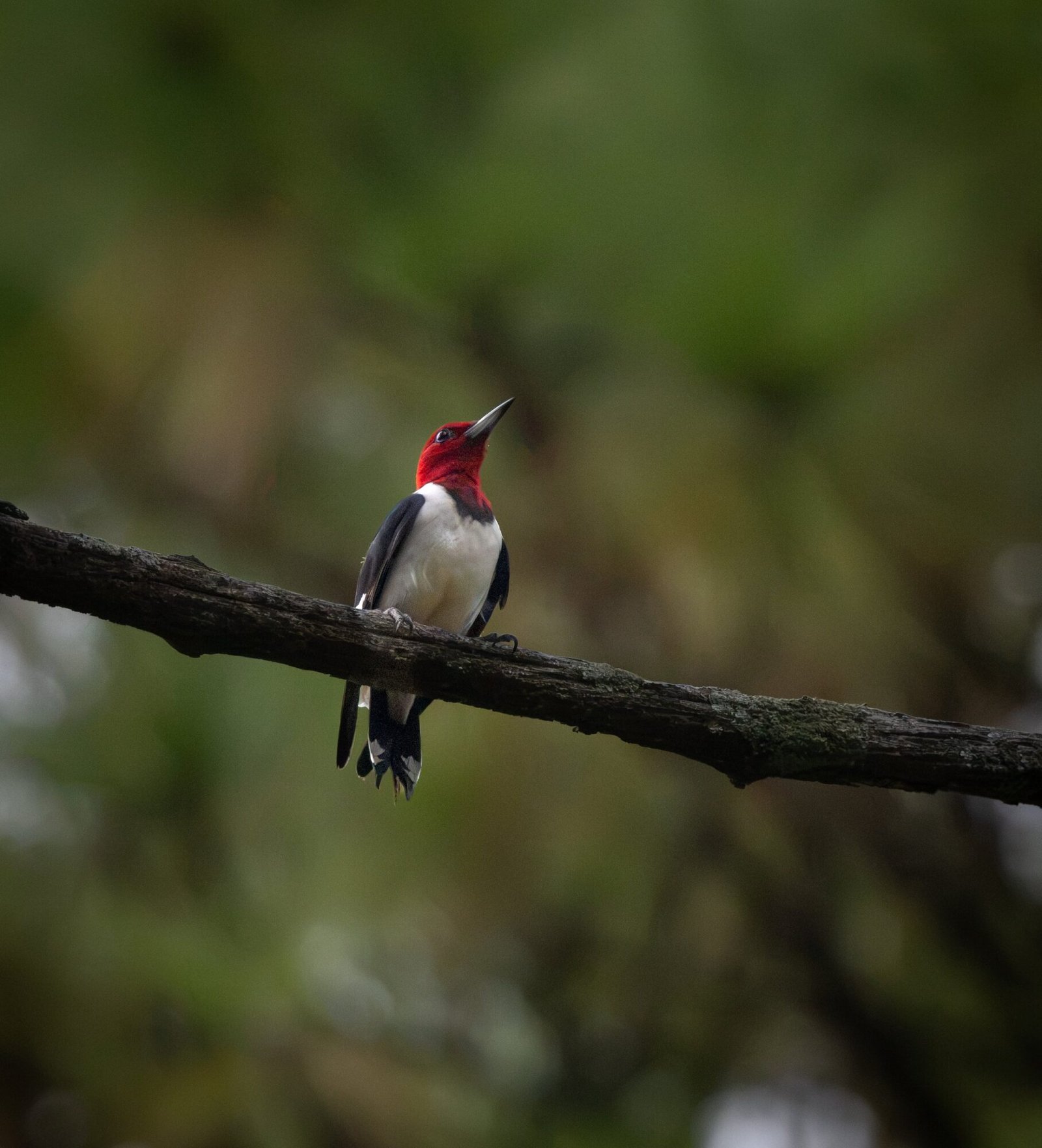 A red-headed woodpecker perched on a branch