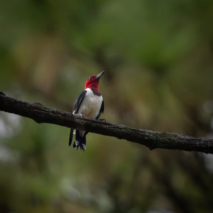 A red-headed woodpecker perched on a branch