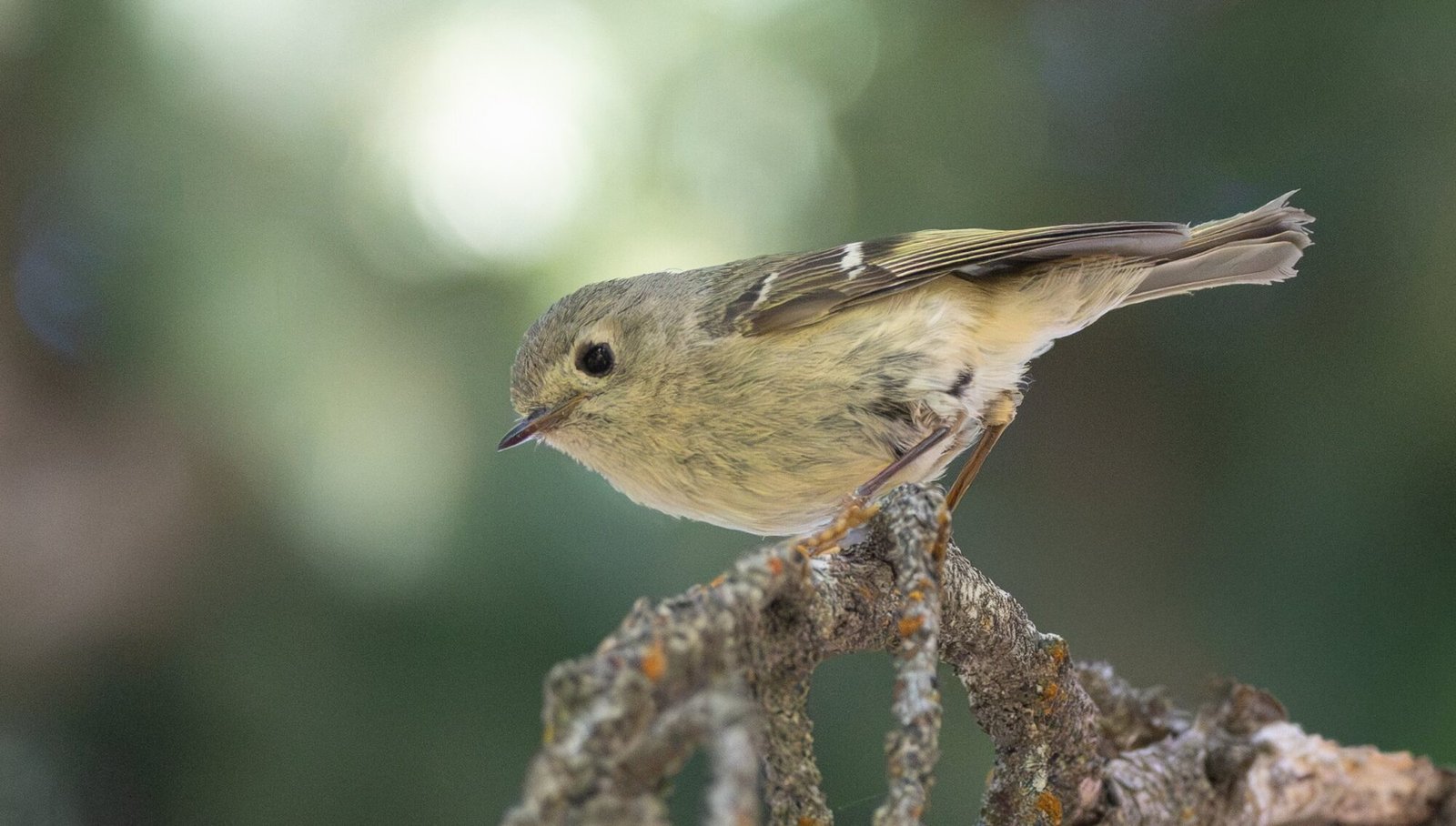A ruby-crowned kinglet perched on a lichen-covered branch